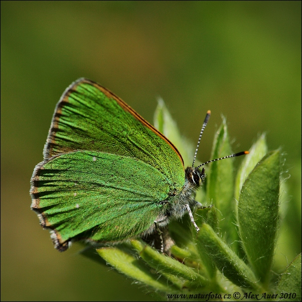 Callophrys rubi