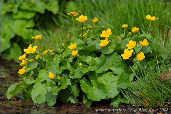 Caltha palustris