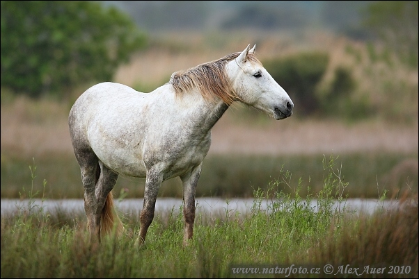 Camargue caballo