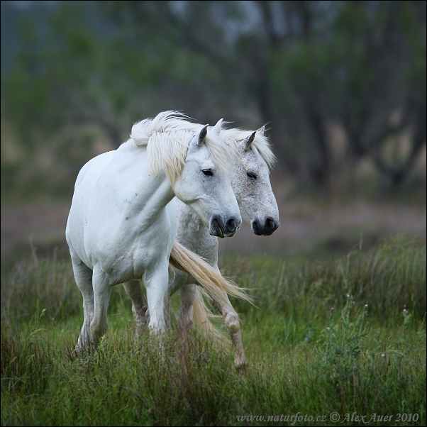 Camargue paard