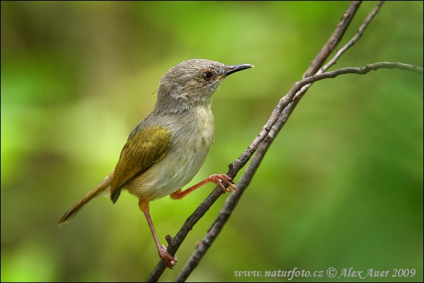 Camaroptera brachyura