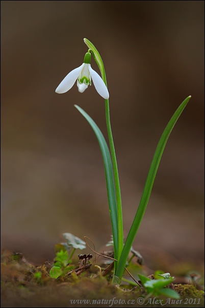 Campanilla de invierno