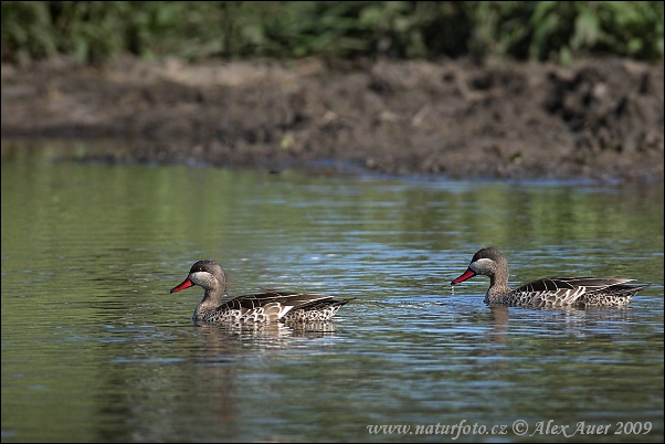 Canard à bec rouge