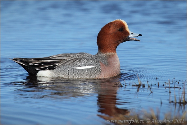 Canard siffleur