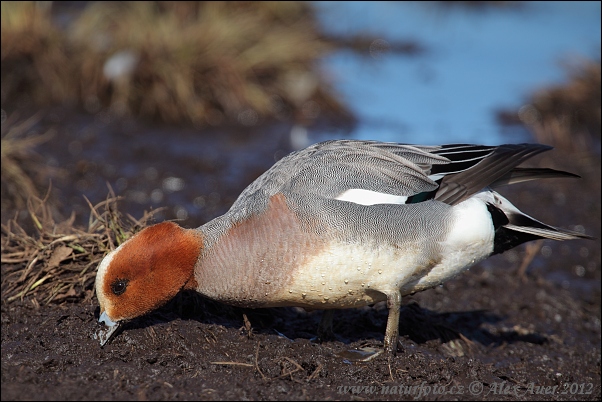 Canard siffleur