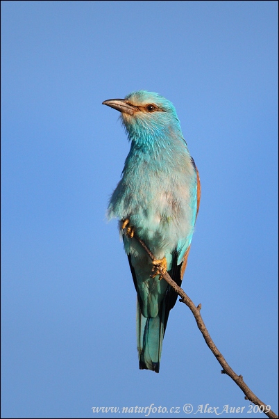 Carraca europea