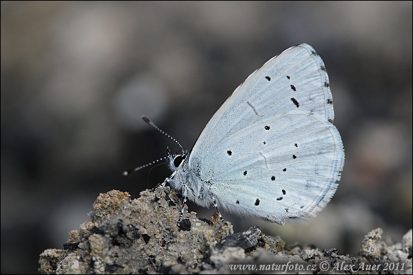 Celastrina argiolus