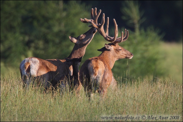 Cerf élaphe