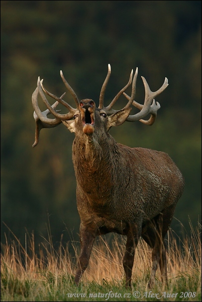 Cervus elaphus