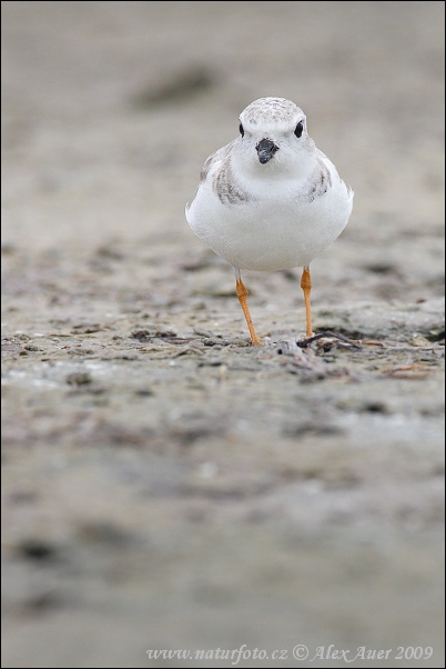 Charadrius melodus