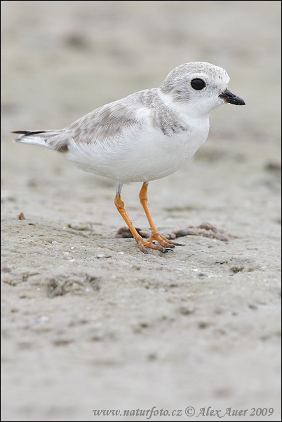 Charadrius melodus