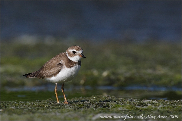 Charadrius semipalmatus