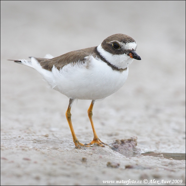 Charadrius semipalmatus