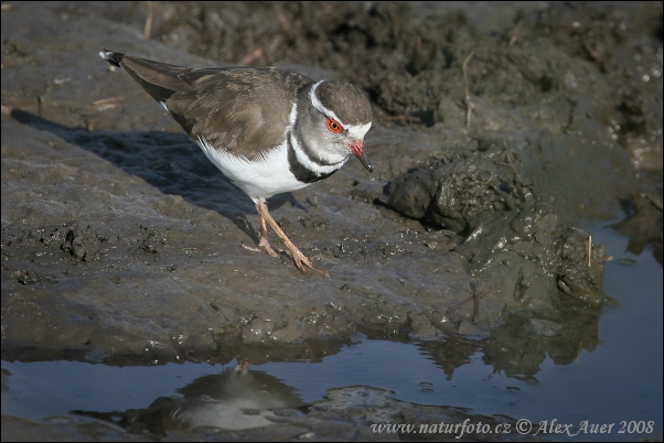 Charadrius tricollaris