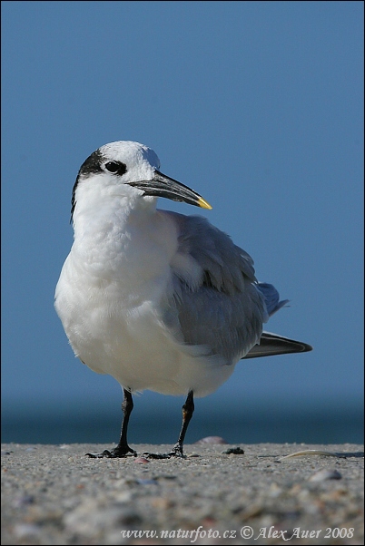 Charrán patinegro