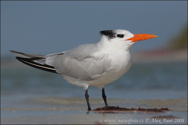 Charrán Real Gaviota Pagaza Gaviotín Golondrina-marina