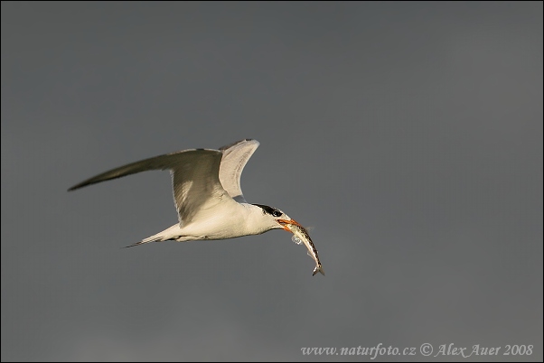 Charrán Real Gaviota Pagaza Gaviotín Golondrina-marina