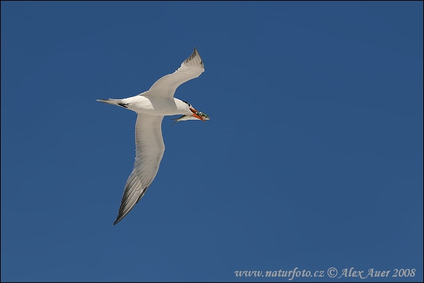 Charrán Real Gaviota Pagaza Gaviotín Golondrina-marina