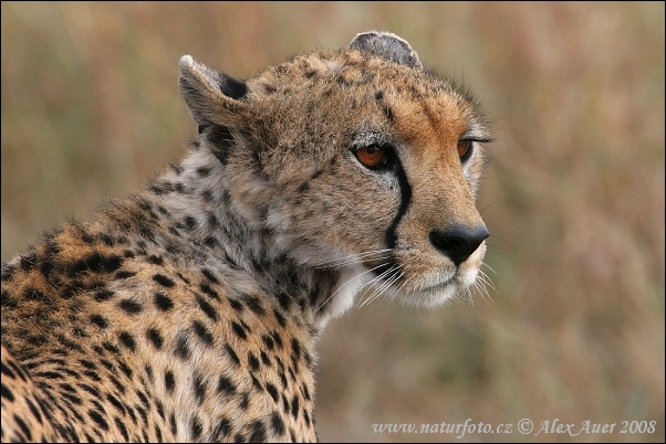 Cheetah