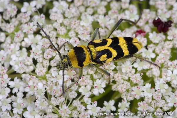 Chlorophorus varius