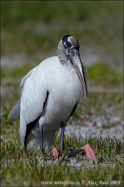 Cicogna americana