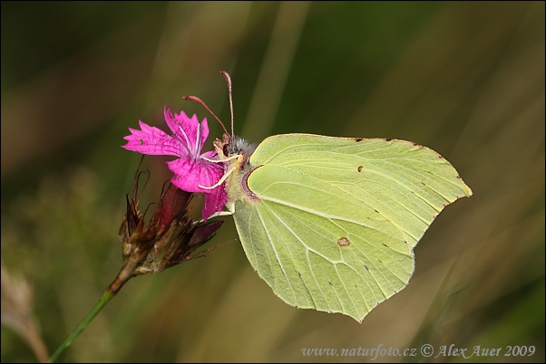 Citron papillon