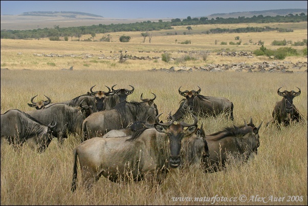 Çizgili gnu