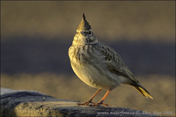 Cochevis huppé