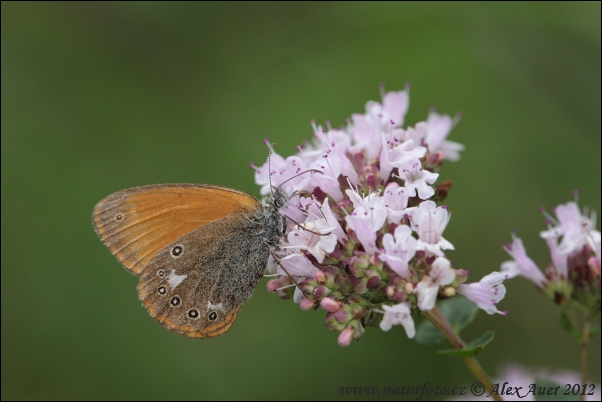 Coenonympha glycerion