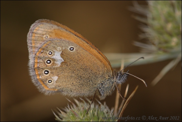 Coenonympha glycerion