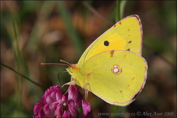 Colias crocea