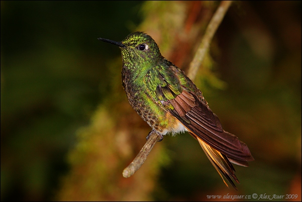 Colibrì diadema codafulva