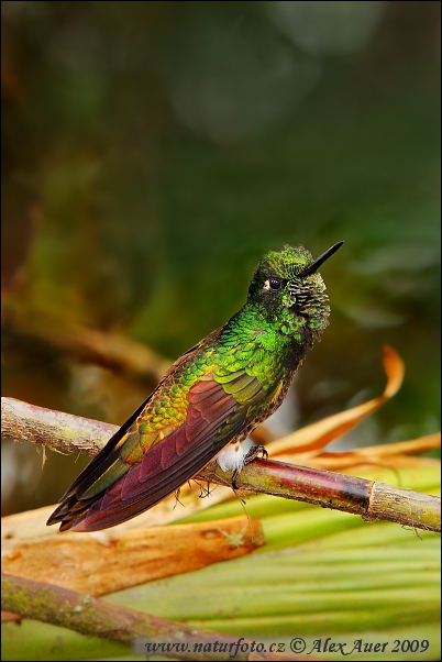 Colibrì diadema codafulva