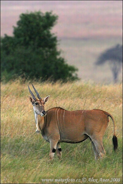 Common Eland (Taurotragus oryx)