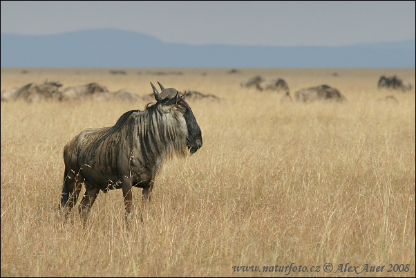 Connochaetes taurinus