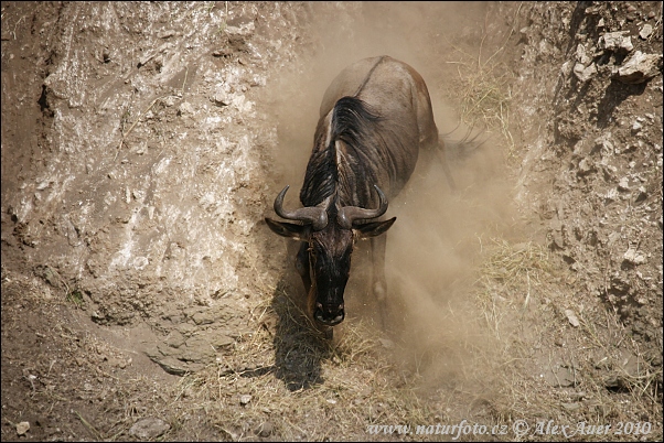 Connochaetes taurinus