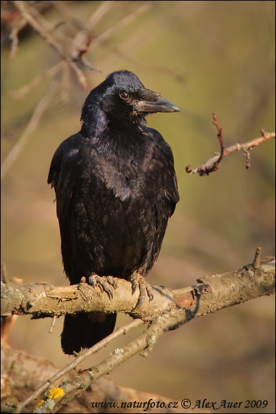 Corbeau freux