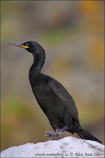 Cormorán moñudo