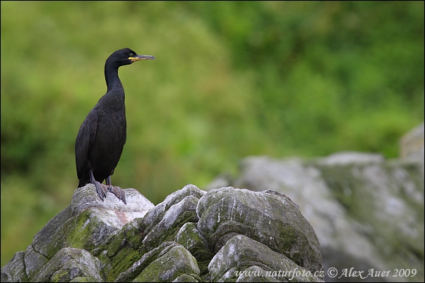 Cormorán moñudo