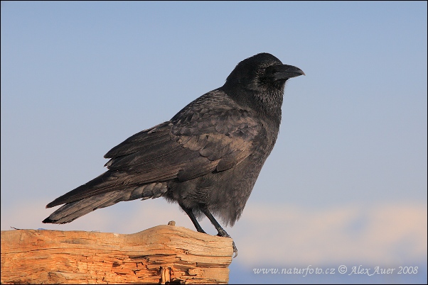 Corvus brachyrhynchos