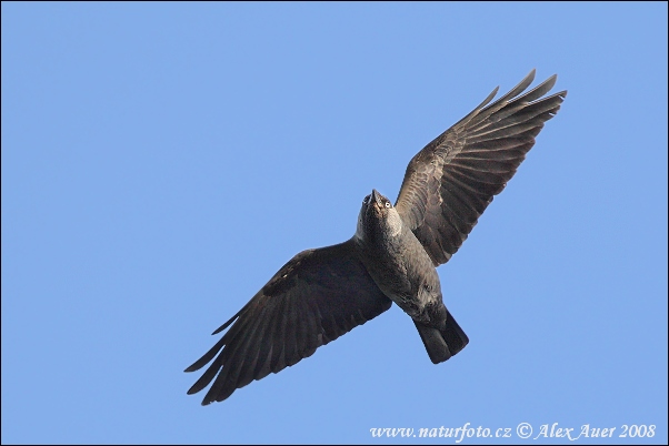 Corvus monedula