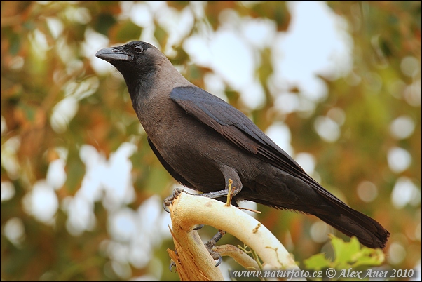 Corbeau familier - Corvus splendens