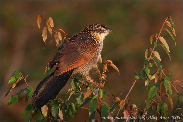 Coucal à sourcils blancs