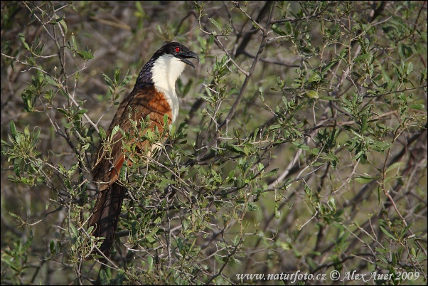 Coucal des papyrus