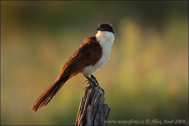 Coucal des papyrus