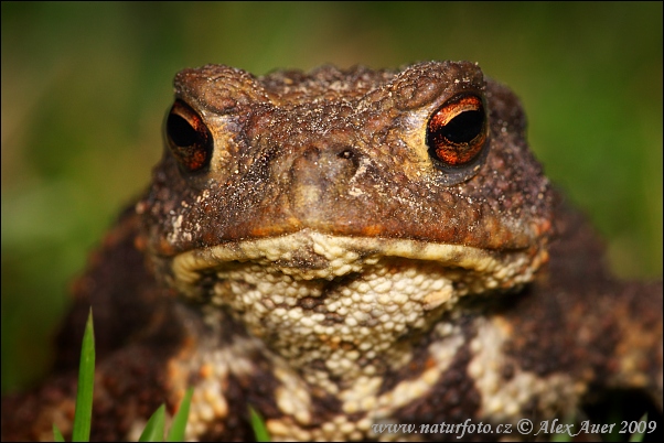 Crapaud commun