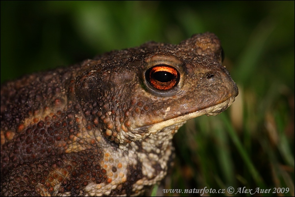 Crapaud commun