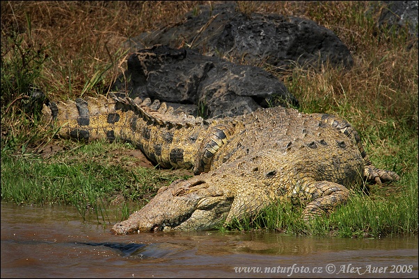 Crocodilul de Nil