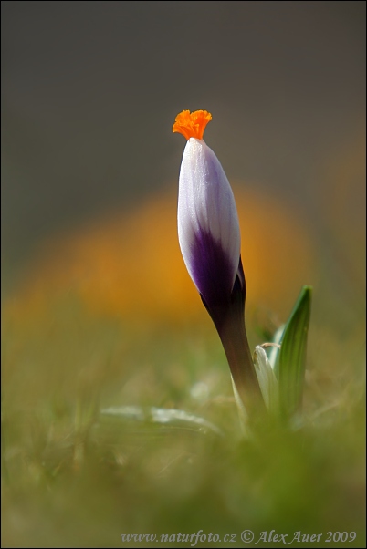 Crocus vernus