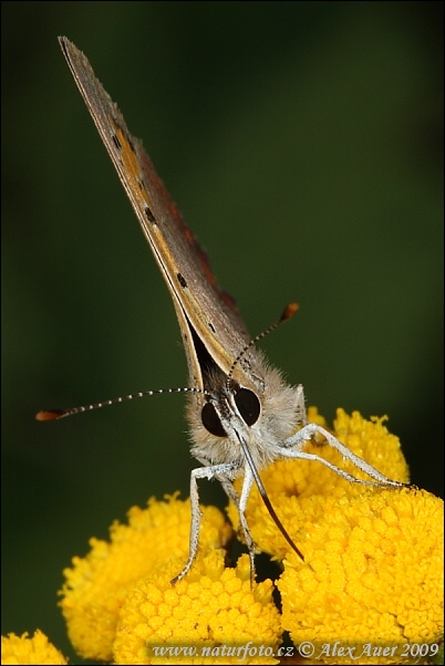 Cuivré commun ou Bronzé